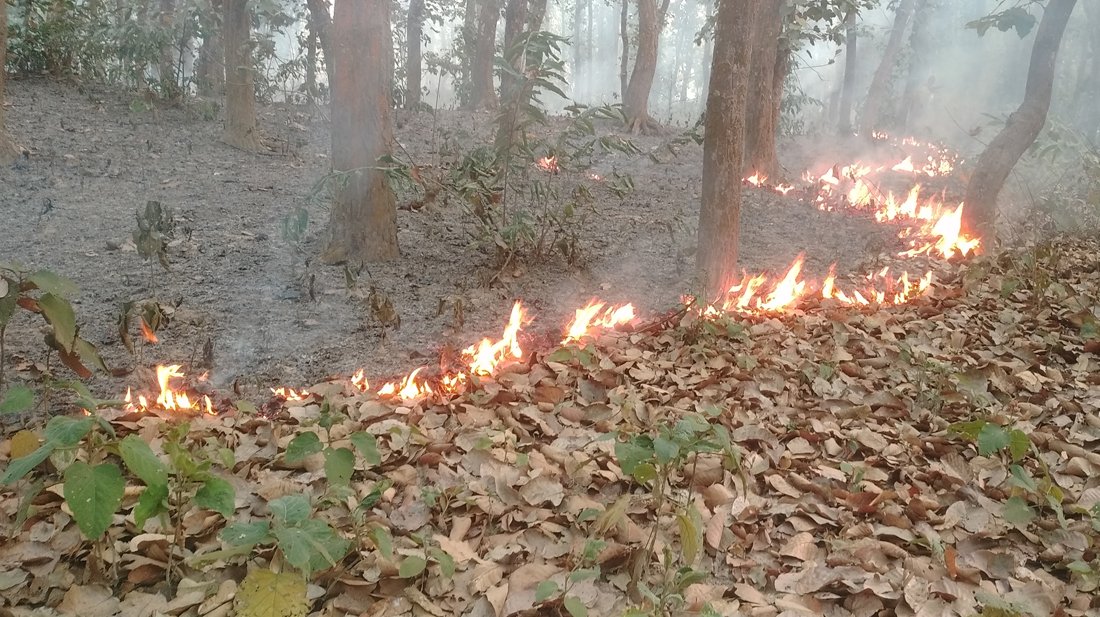 আগুনে পুড়ছে গারো পাহাড়, হুমকিতে জীববৈচিত্র্য